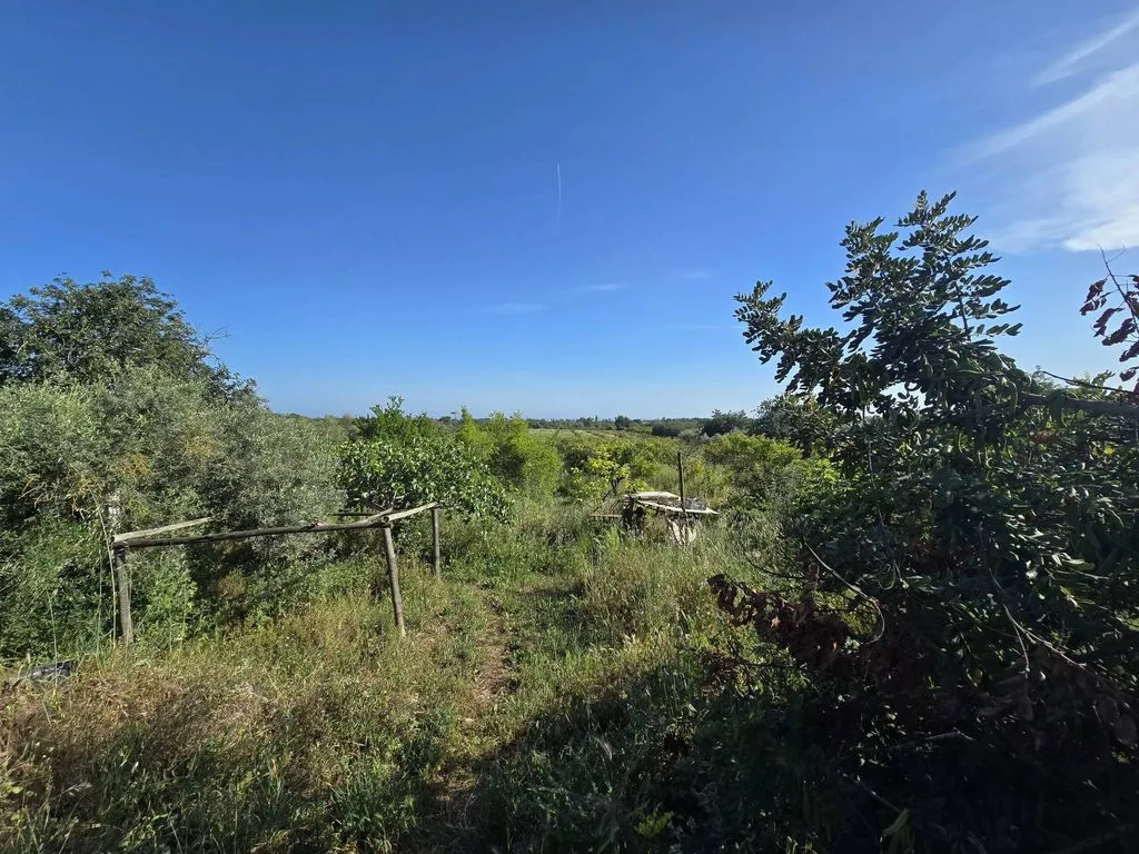 Jardin - Farmhouse with Fruit Trees near Tavira