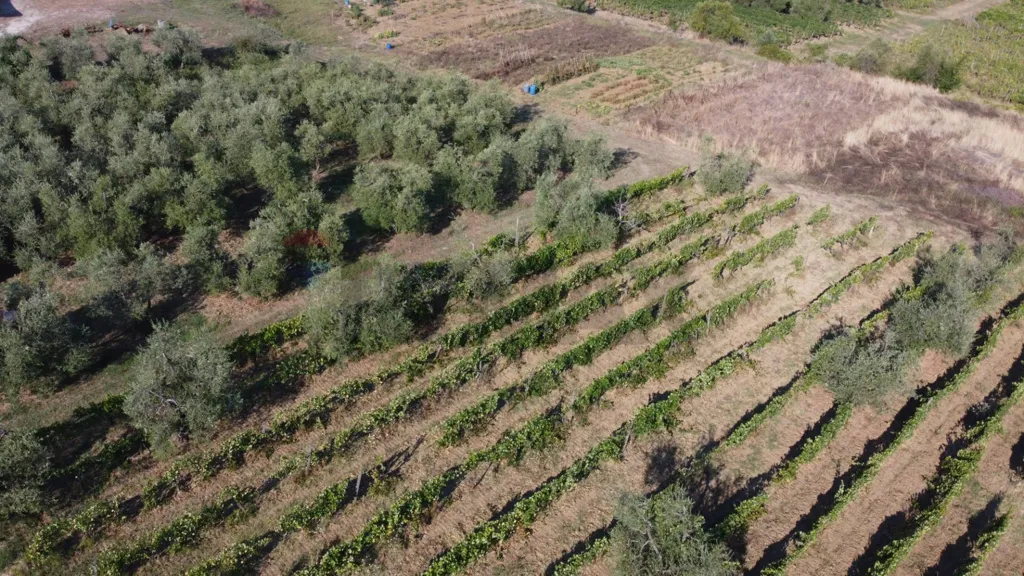 Õhuvaade - Wine Cellar with Vineyard in Vinci