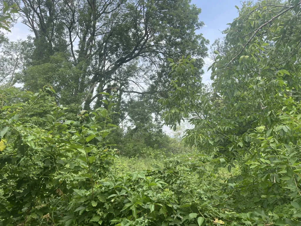 Jardin - Terrain à Bâtir avec Vue Dégagée à Bethemont-la-Forêt
