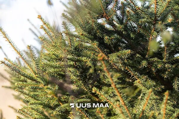 Pièces - Terrain à Lääne-Harju vald