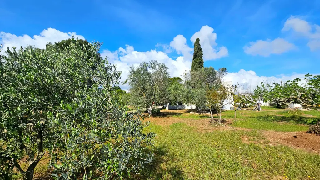 Jardin - Villa with Olive Grove near Carovigno