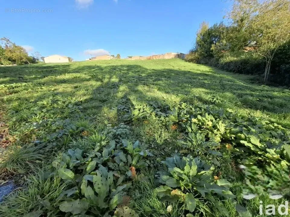 Jardin - Terrain sans Vis-à-Vis à La Chapelle-Palluau