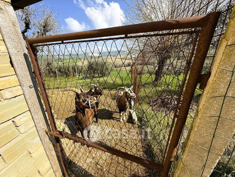 Garden - Rustic Farmhouse with Garden in Loro Piceno