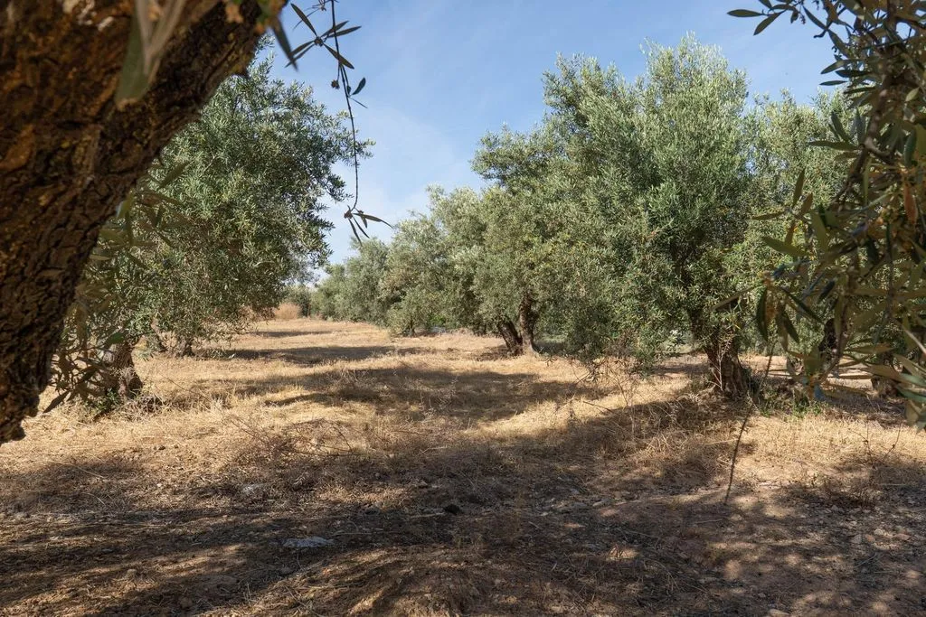 Aed - Buildable Land with Granada Views in Albolote