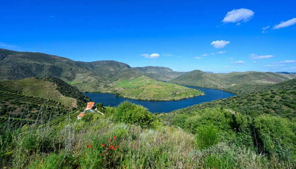 Vineyard with Riverfront in Douro Superior