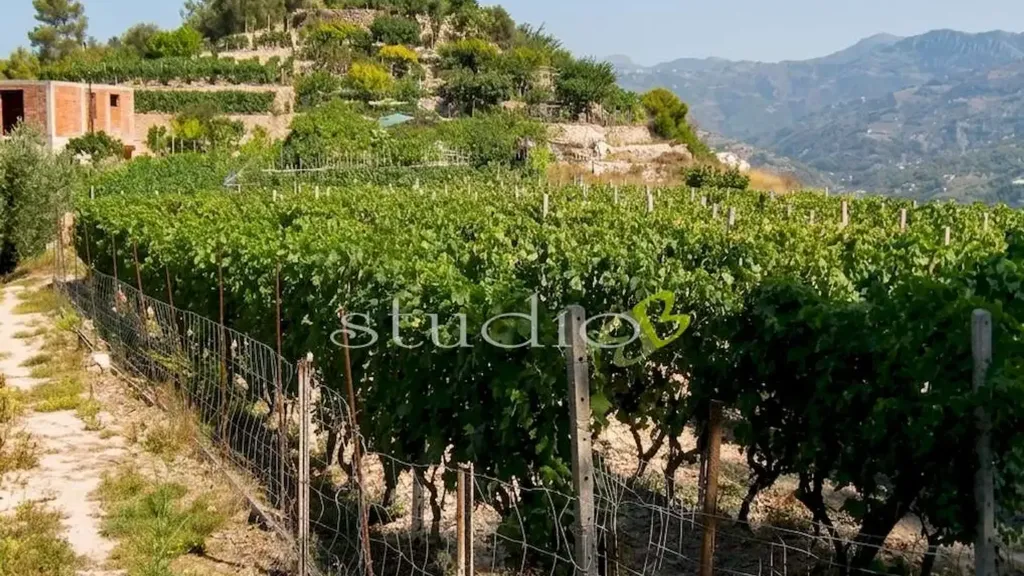 Garden - Rustic House with Vineyard in San Biagio della Cima