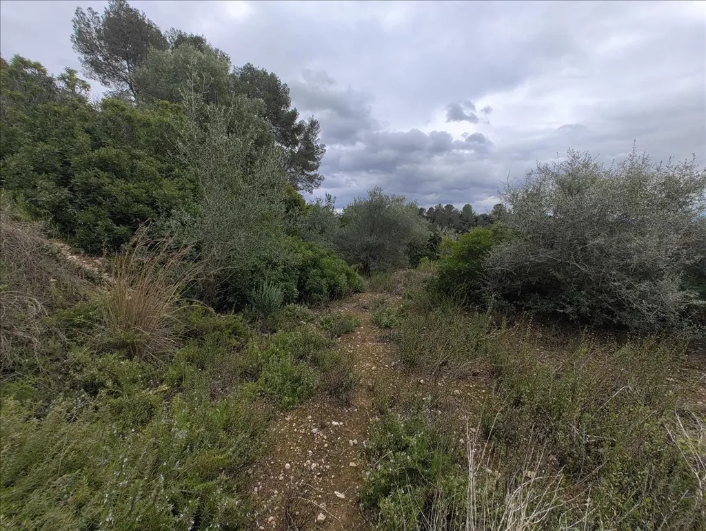 Jardin - Rustic Land with Vineyard in La Llosa de Ranes