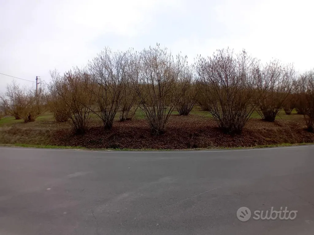 Aed - Agricultural Land with Nuts Orchard in La Morra