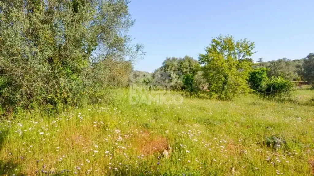 Aed - Traditional Trullo with Land in Ostuni