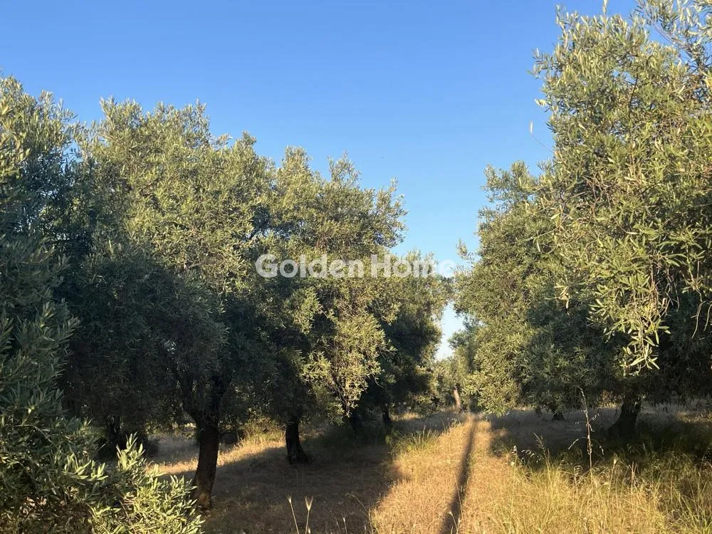 Giardino - Commercial Plot with Olive Trees in Traganá