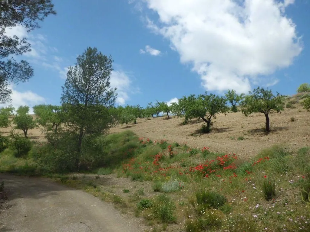 Jardin - Luxury Farmhouse with Pool in Lorca