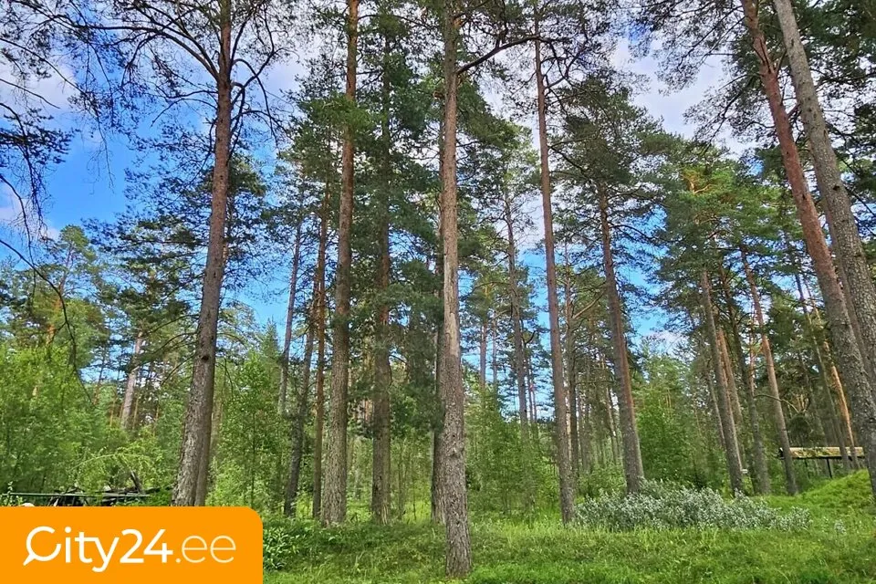 Building Land with Forest View in Narva-Jõesuu