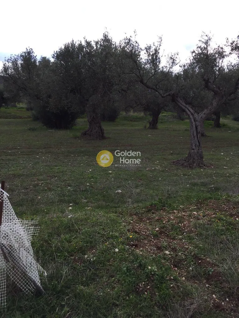 Jardin - Agricultural Plot with Mountain View in Thebes Centre