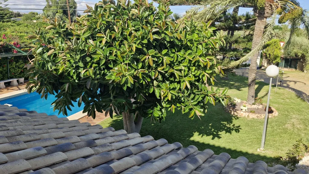 Piscine - Maison 7 pièces à Elche (Elx)
