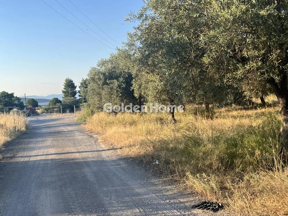 Giardino - Commercial Plot with Olive Trees in Traganá