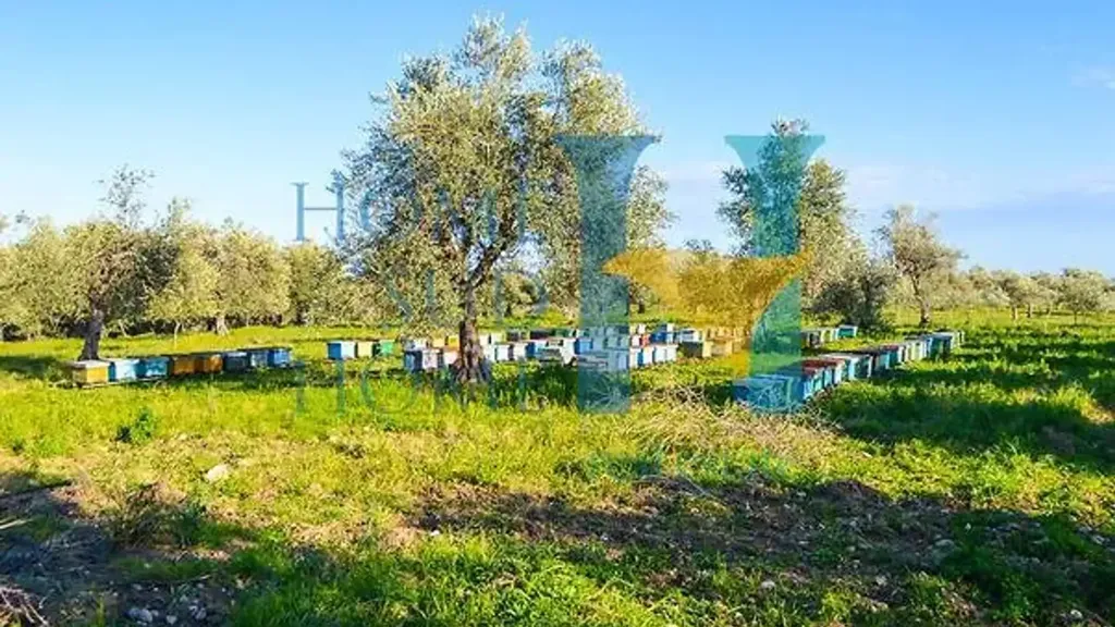 Garden - Villa with Olive Grove in Noto