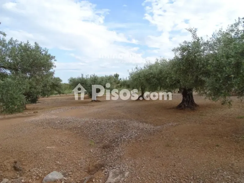 Aed - Rustic Farm with Olive Grove in Xerta