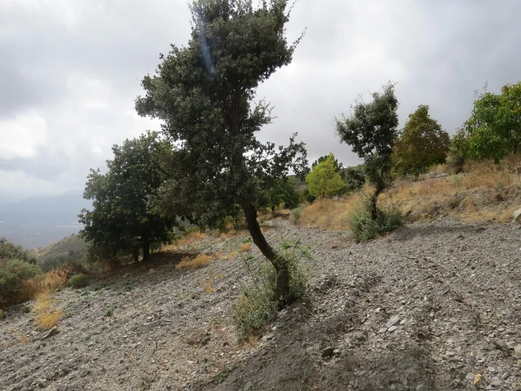 Giardino - High-Quality Mountain Cortijo with Spring in Válor