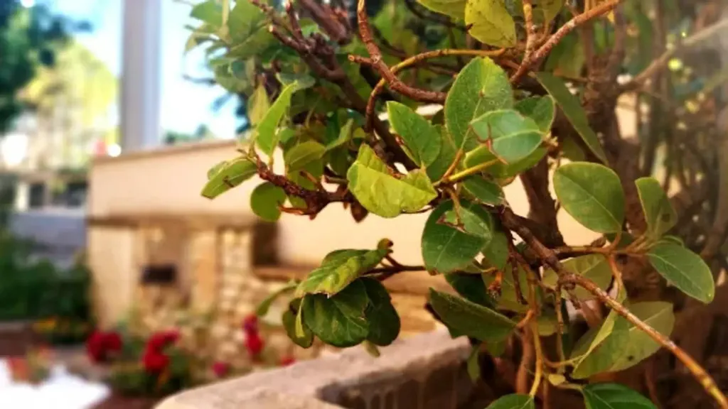 Jardin - Rustic Villa with Garden in Foligno