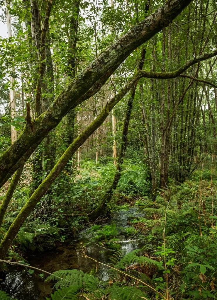 Restoration Opportunity with Forest in Silleda