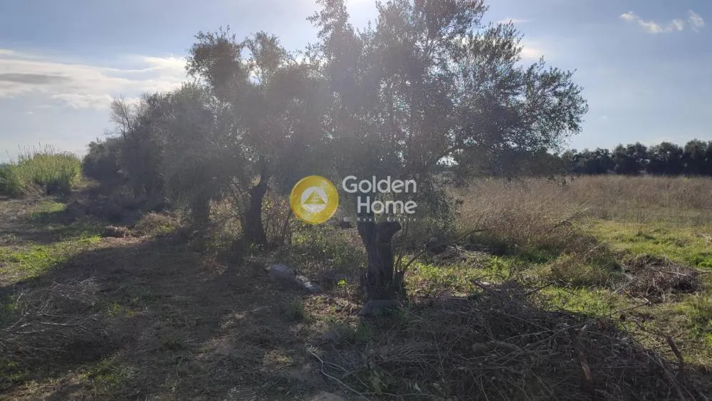 Garden - Agricultural Plot with Olive Trees in Gastouni Centre