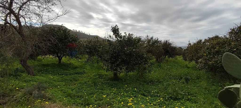 Jardin - Agricultural Plot with Olive Trees in Grammichele