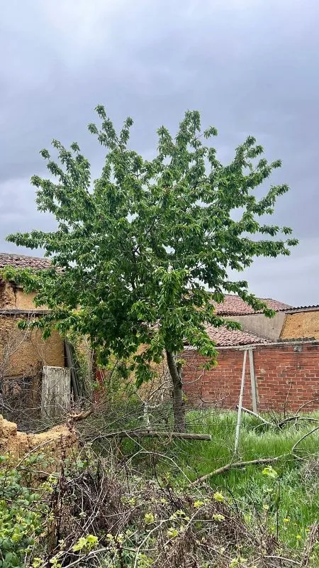 Aed - Terraced House with Garden in León