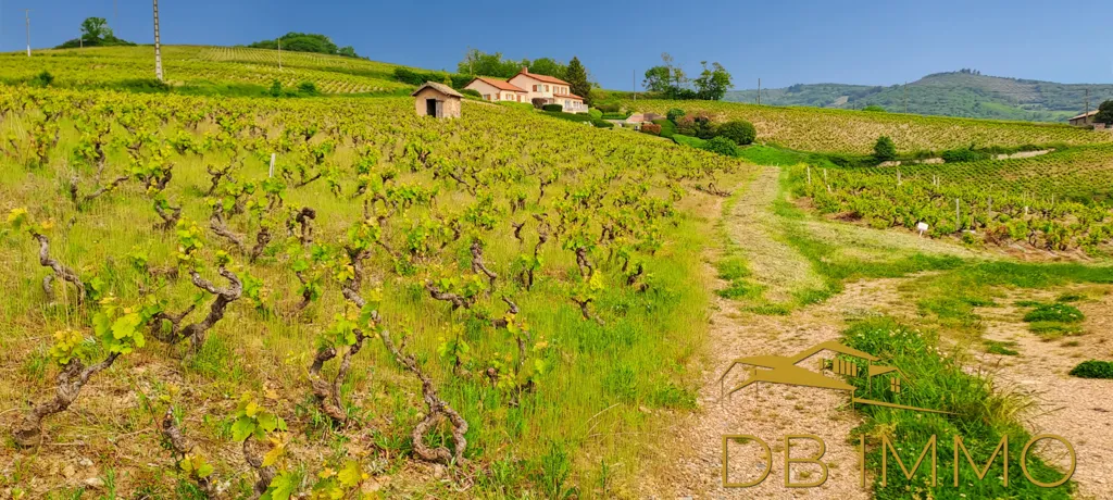 Jardin - Vignes AOC Juliénas dans le Beaujolais
