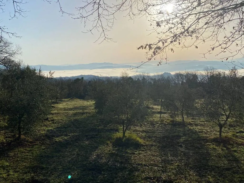 Garden - Vineyard Estate with Olive Grove in Suvereto