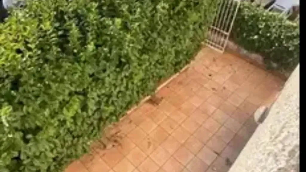 Jardin - Apartment with Garden in Diamante