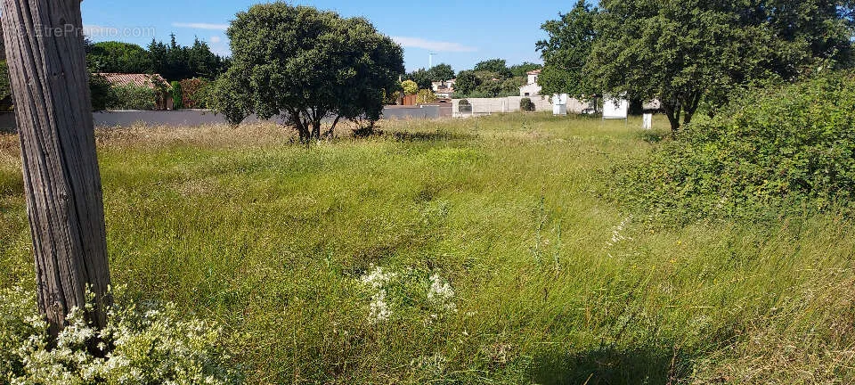 Jardin - Terrain avec Jardin à Avignon