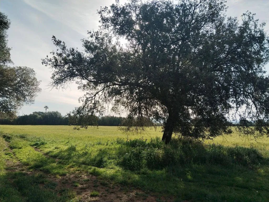 land_plot