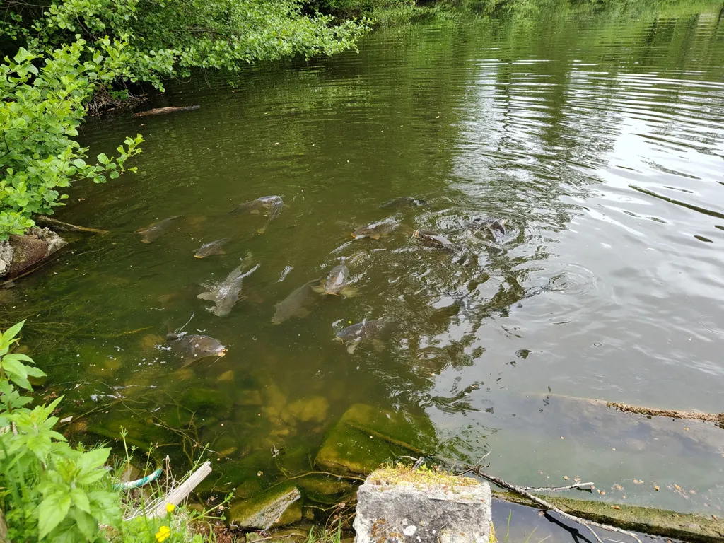Jardin - Maisonnette avec Deux Étangs dans le Périgord Vert