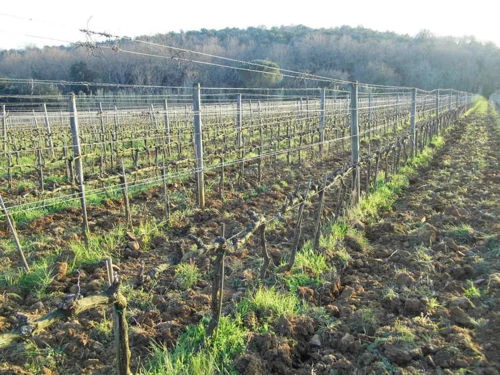 Garden - Vineyard Estate with Olive Grove in Suvereto
