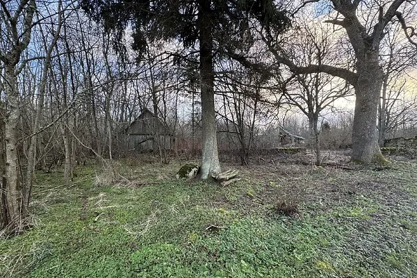 Jardin - Terrain à Haljala vald