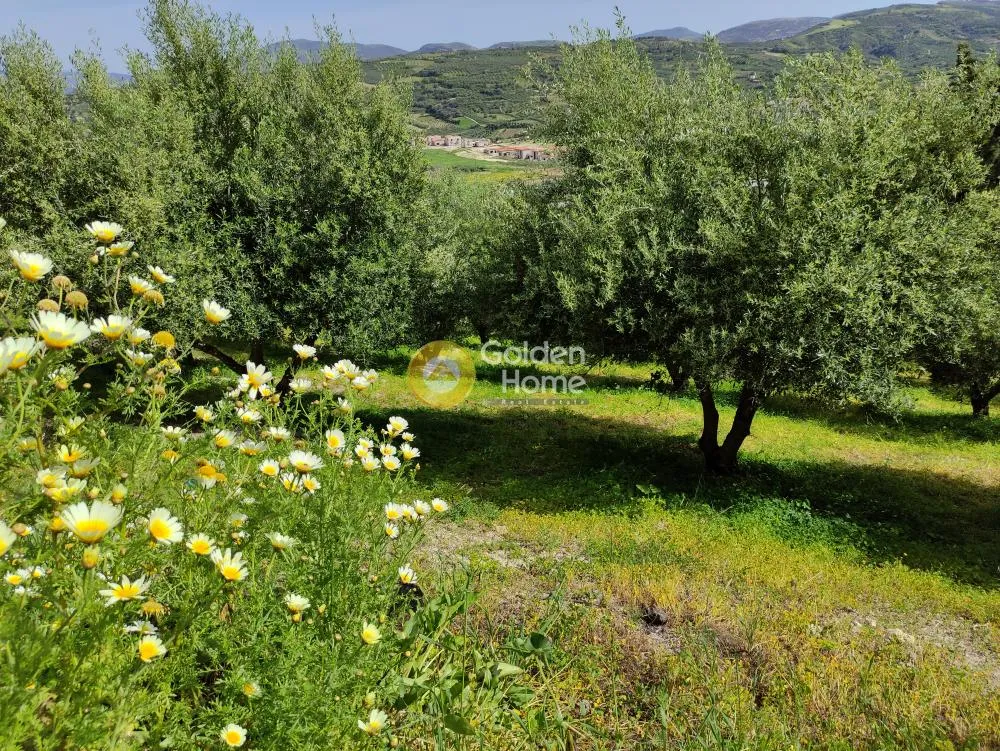 Jardin - Buildable Plot with Olive Trees in Kerasia