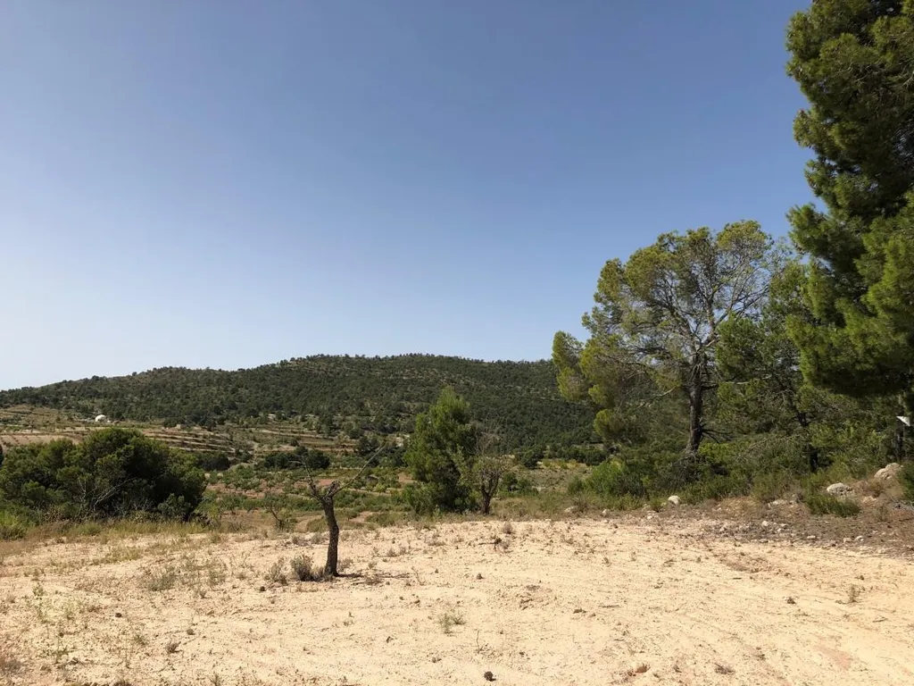 Jardin - Rural Plot with Orchard Views in Yecla