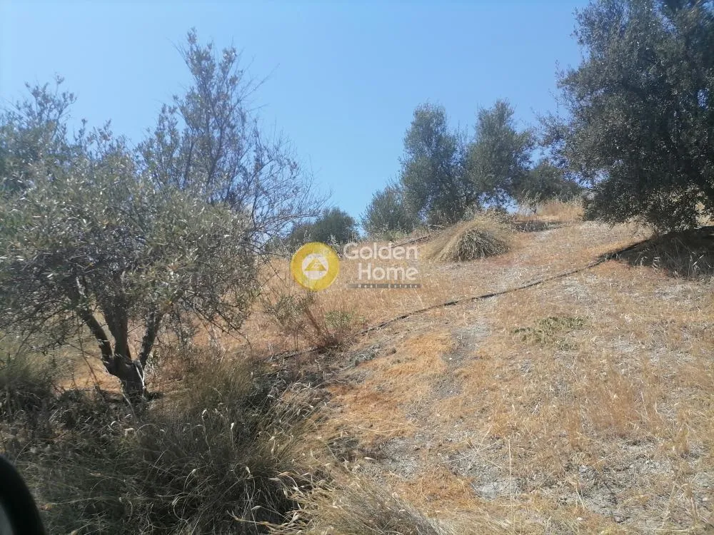 Garden - Buildable Plot with Olive Trees in Phaistos