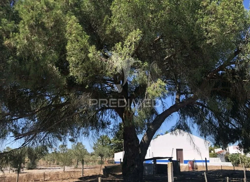 Jardin - Luxury Villa with Vineyard in Grândola