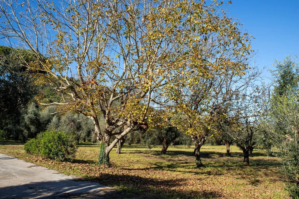 Jardin - Rustic Casale with Tennis Courts near Lucca