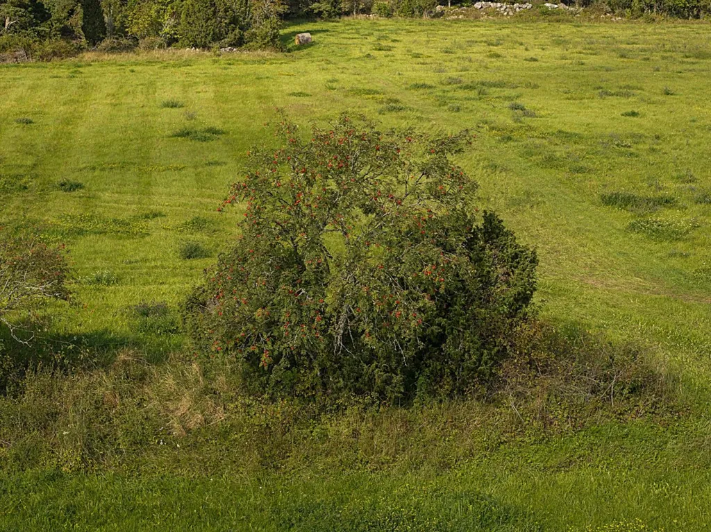 Vue aérienne - Plot with Potential for Cottage in Meiuste