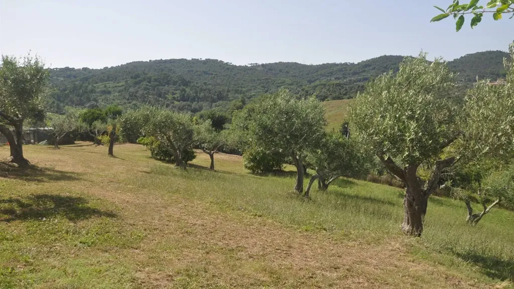 Jardin - Villa with 360° View in Rosignano Marittimo