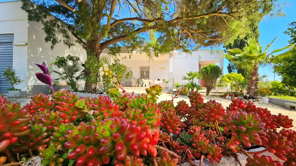 Jardin - Villa with Olive Grove near Carovigno