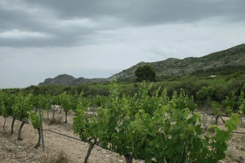 Jardin - New Luxury Villa with Vineyard in Yecla