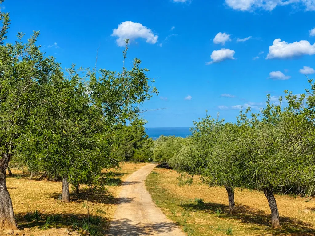 Aed - Large Estate with Agrotourism Project in Artà