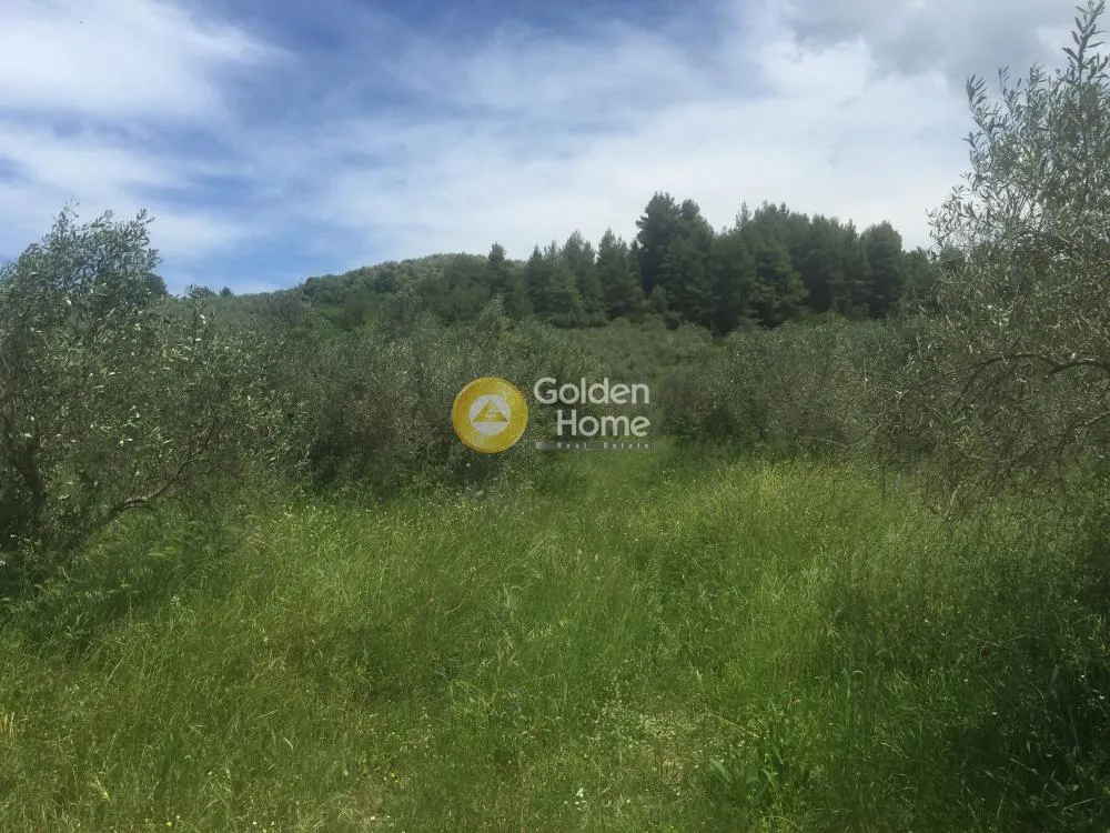 Aed - Agricultural Plot with Olive Trees in Avgoria