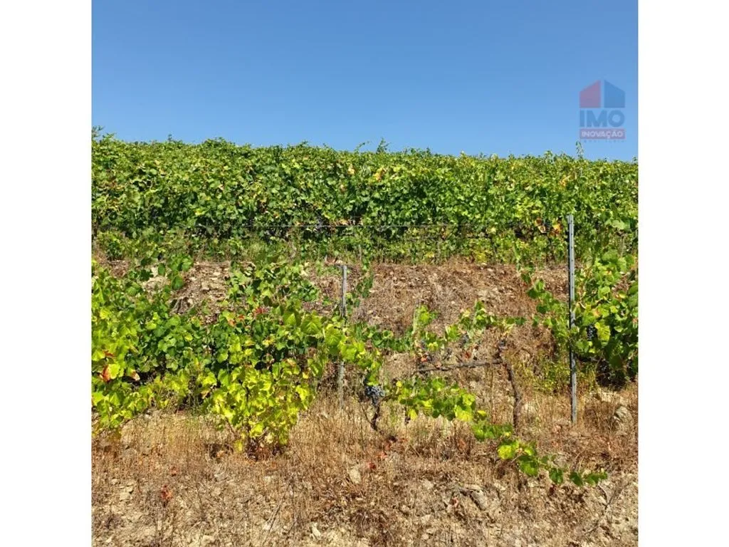 Aed - Luxury House with Olive Grove in Vila Real
