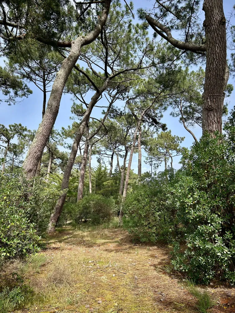 Aed - Constructible Plot with Ocean View on Cap Ferret
