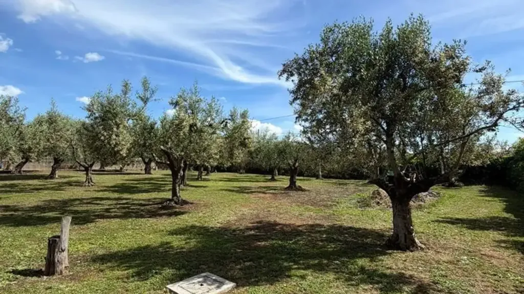 Giardino - Rustic Villa with Olive Grove in Lanuvio
