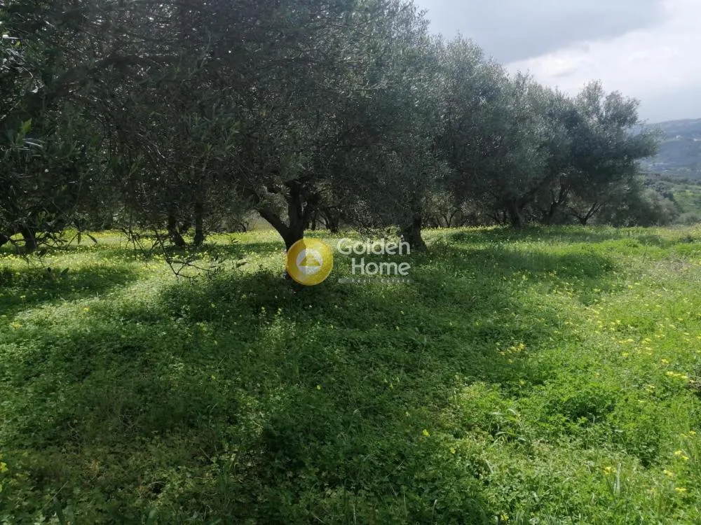 Aed - Agricultural Plot with Olive Trees in Temenos Centre